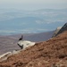 Grouse. The Famous One.  by jamibann