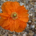 Study of an orange poppy by 365anne