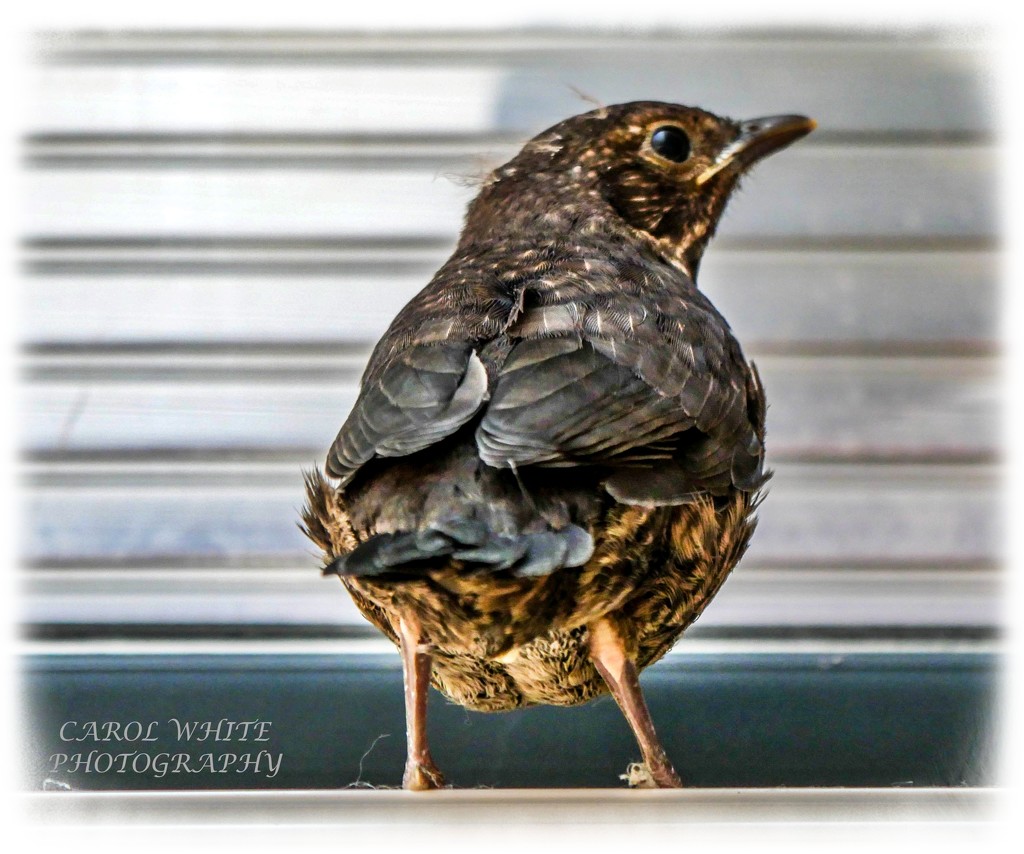 Baby Blackbird by carolmw