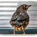 Baby Blackbird by carolmw