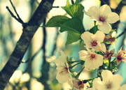 27th Apr 2020 - Blossoms 27