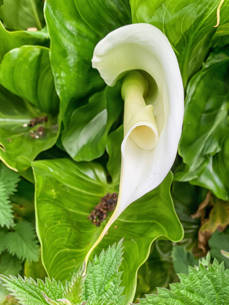 Arum Lilly by pamknowler