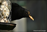 27th Apr 2020 - Bobbie blackbird
