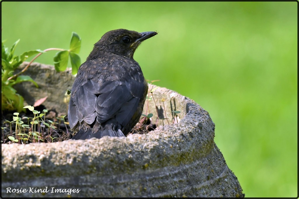 One of the young blackbirds by rosiekind