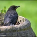 One of the young blackbirds by rosiekind