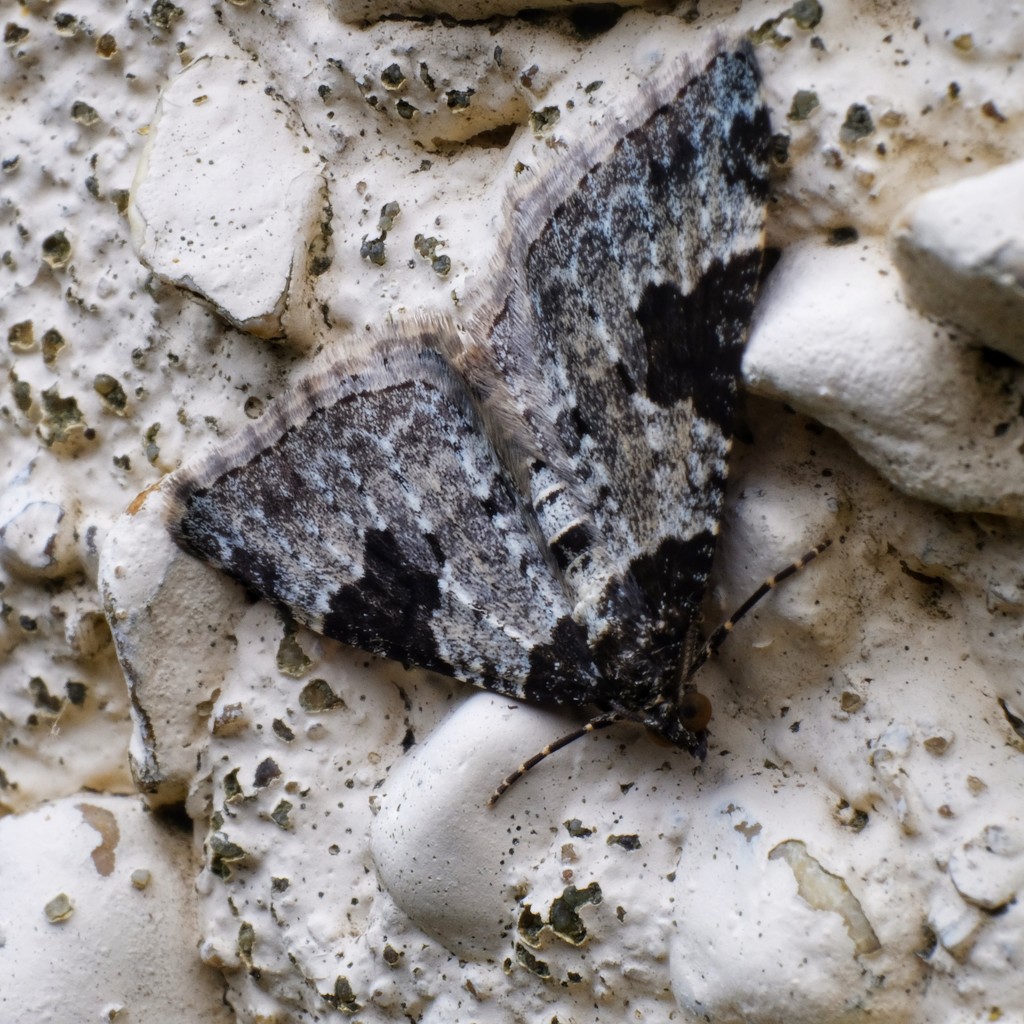 Garden Carpet Moth by mattjcuk