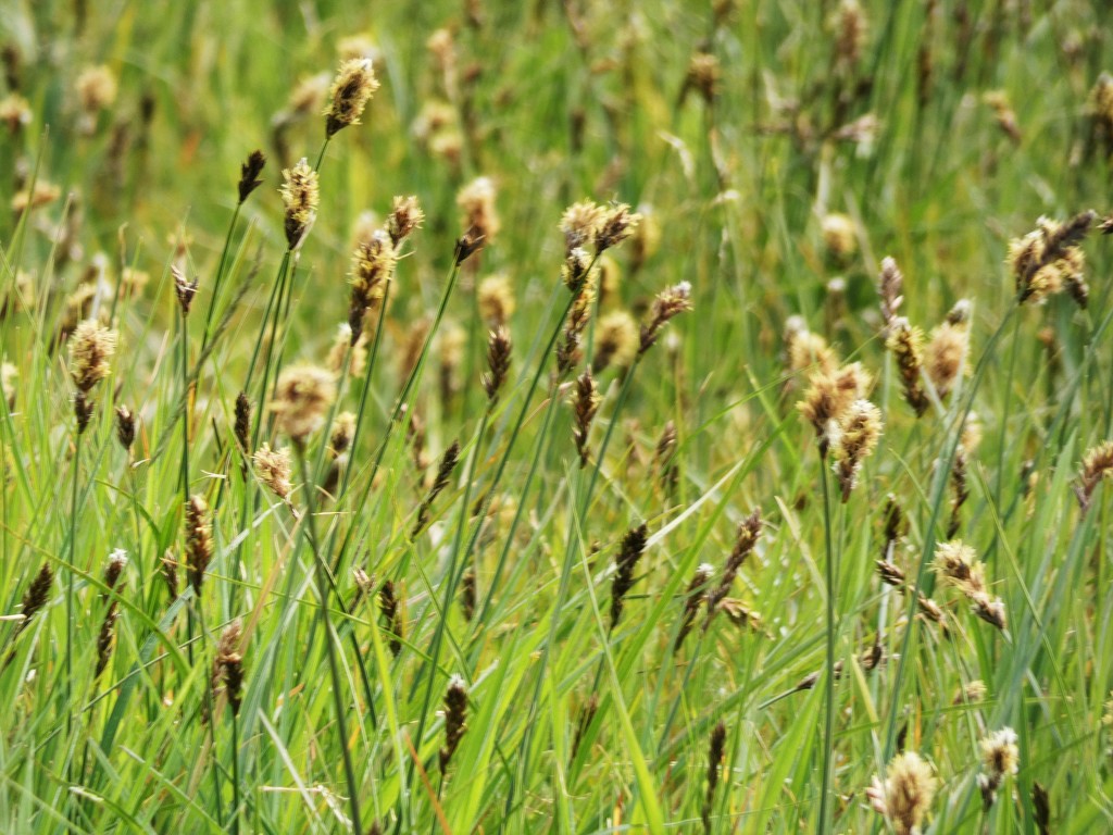 Marsh Foxtail by julienne1