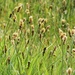 Marsh Foxtail by julienne1