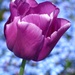 Tulip by fishers