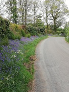 26th Apr 2020 - Day 41 A beautiful hedgerow. 