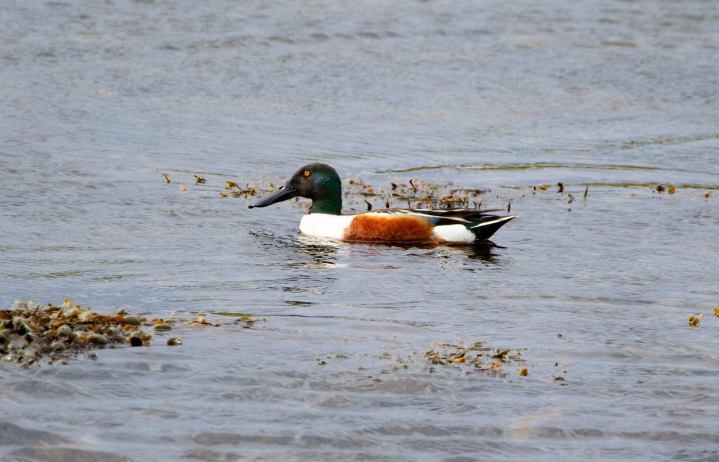 Male Shoveler by lifeat60degrees