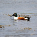 Male Shoveler by lifeat60degrees