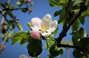 22nd Apr 2020 - Apple Blossom