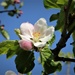 Apple Blossom by nicolaeastwood