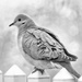 mourning dove today bw by jernst1779