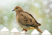27th Apr 2020 - mourning dove today