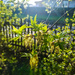 Закатное солнце и кленовые листы by natalytry