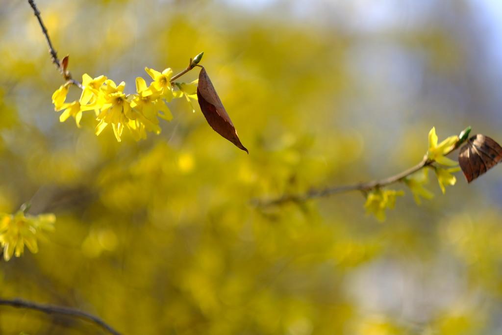 Forsythia by tosee