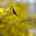 Forsythia by tosee