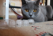 20th Apr 2020 - Ice and cat.