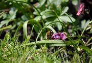 27th Apr 2020 - Busy Bee