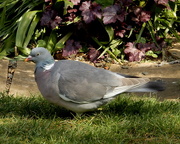 25th Apr 2020 - The pigeon