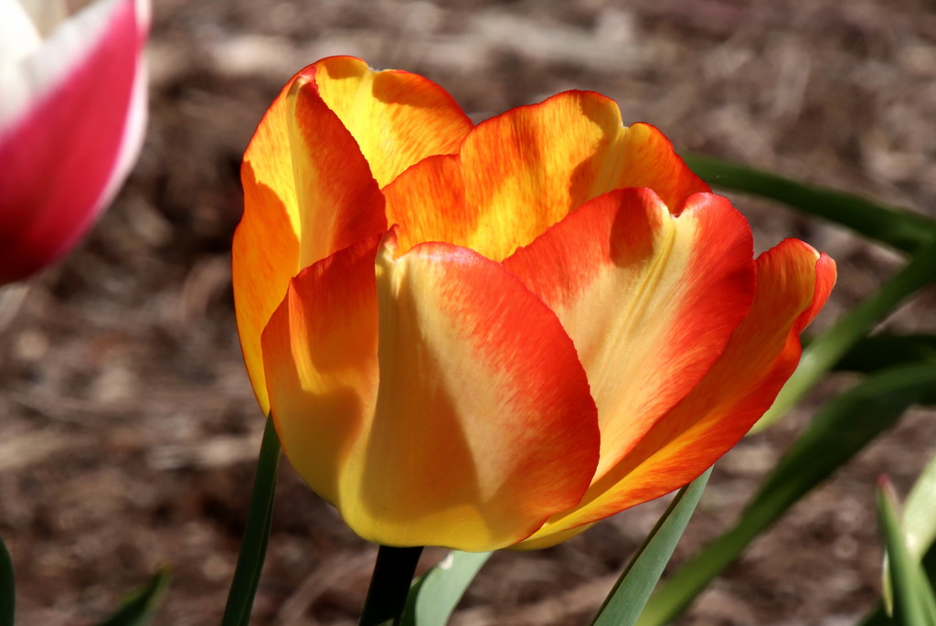 Colorful Tulip by randy23
