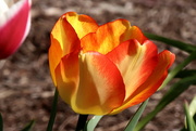 26th Apr 2020 - Colorful Tulip