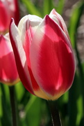 24th Apr 2020 - Single Tulip