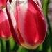 Single Tulip by randy23
