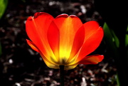 27th Apr 2020 - Bright Flower