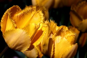 18th Apr 2020 - Yellow Flowers