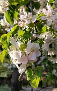 25th Apr 2020 - Apple blossom