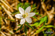 27th Apr 2020 - Wood anemone