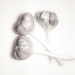 Garlic by sprphotos