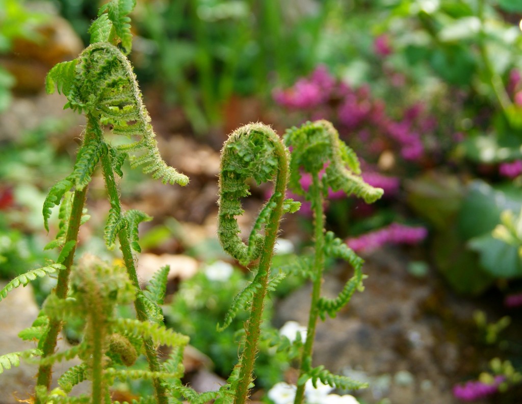 elephant ferns by filsie65