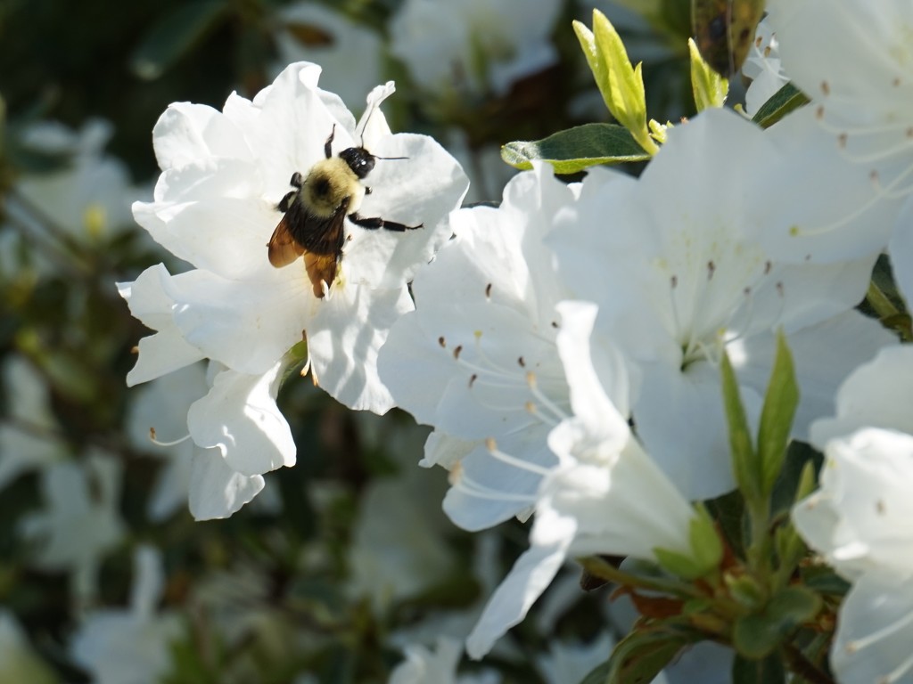 A cloud of white and a bee by tunia