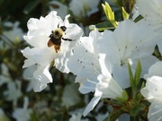 27th Apr 2020 - A cloud of white and a bee