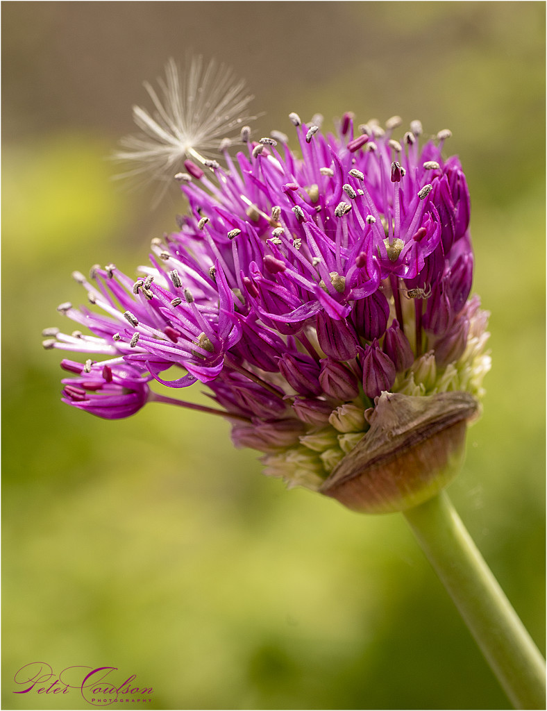 Macro Allium by pcoulson