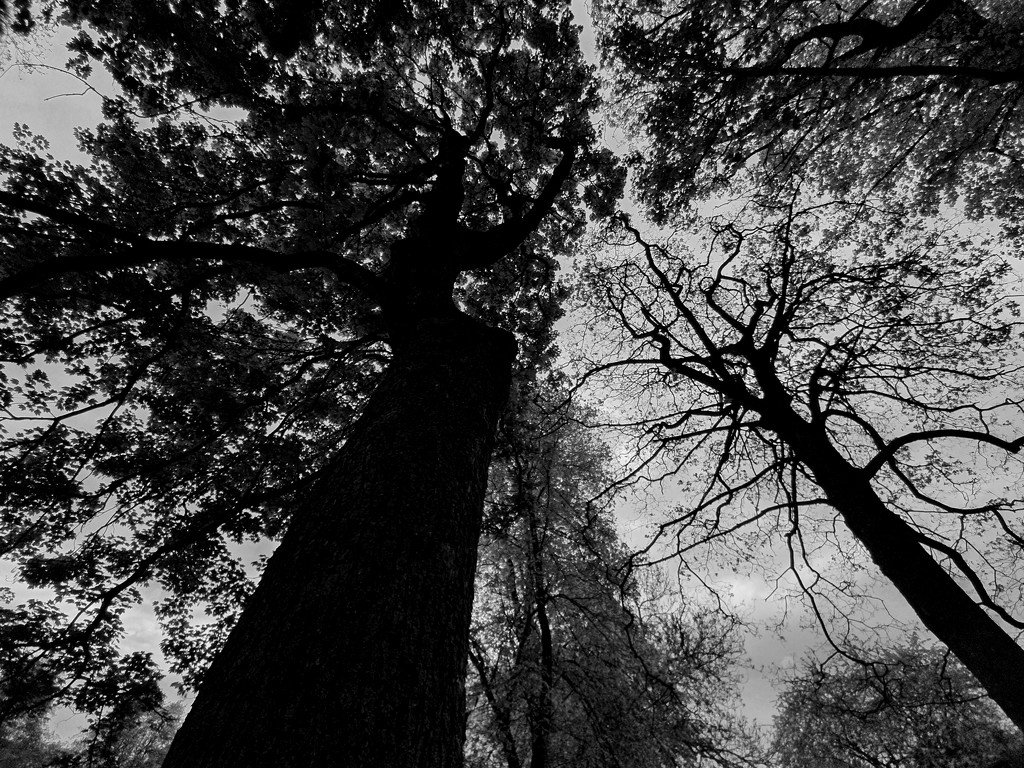 Tall trees  by isaacsnek
