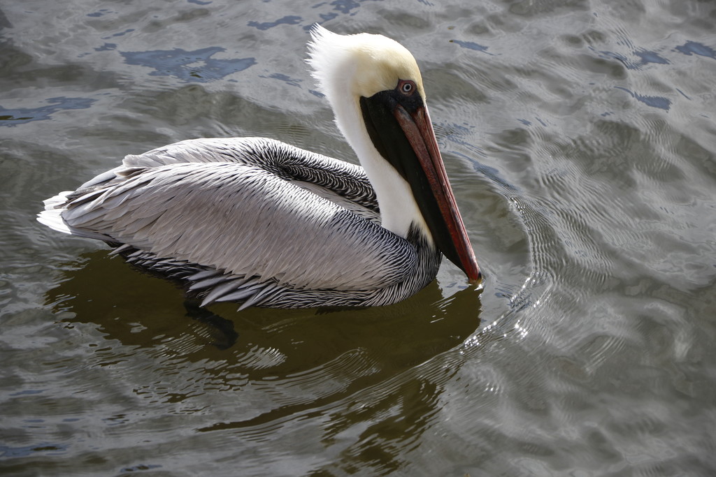 Posing pelican by jdraper