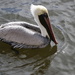 Posing pelican by jdraper