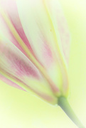 27th Apr 2020 - Lily Flower 