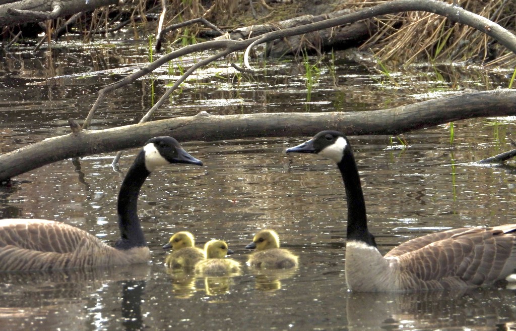 goose family by amyk