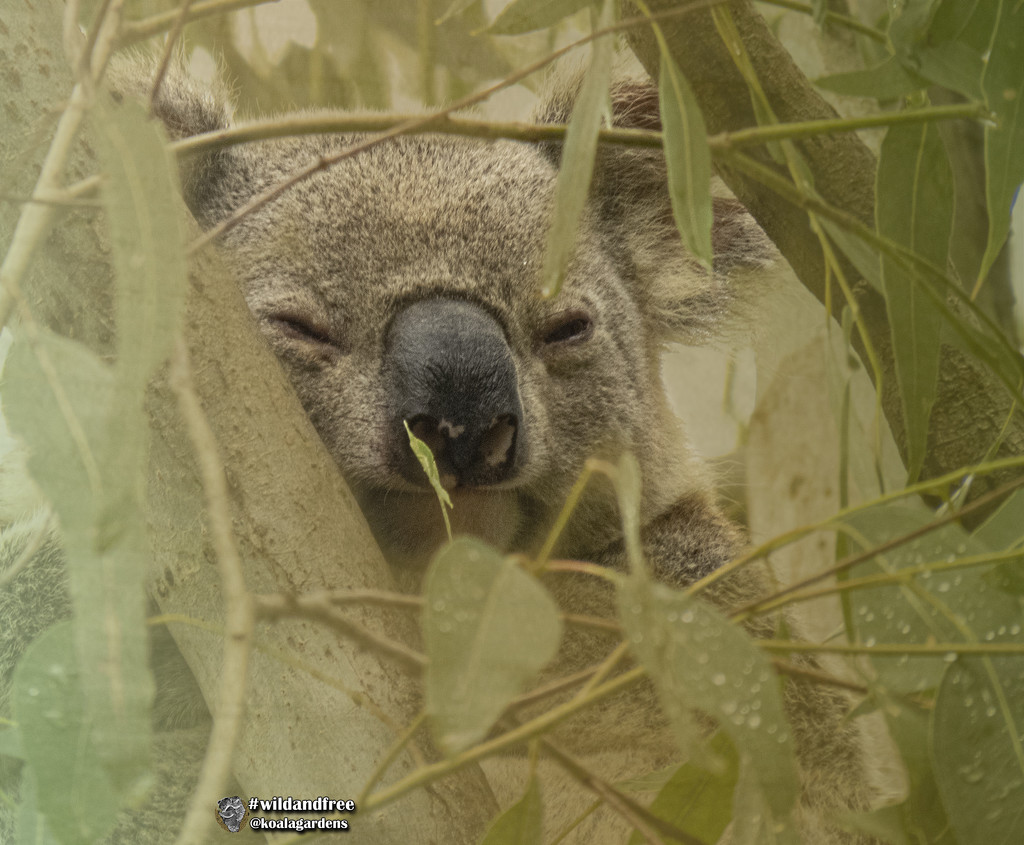 sleep the rain away by koalagardens