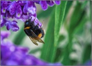 28th Apr 2020 - Bumble Bee