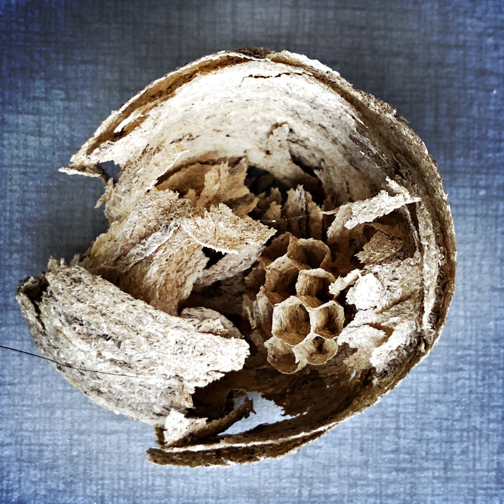 Wasp nest by mastermek