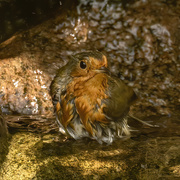 28th Apr 2020 - Robin bathing in our waterfall