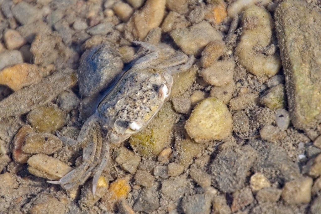 Camouflage crab by kiwinanna