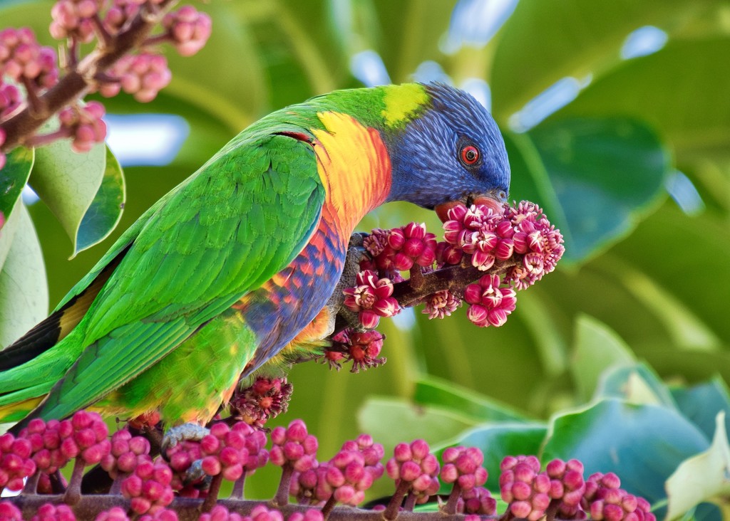 Rainbow Lorikeets To The Rescue P4280186 by merrelyn